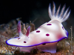 Chromodoris kuniei nudibranch - Tulamben, Bali (Canon G9,... by Marco Waagmeester 